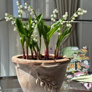 耐寒铃兰带芽球根种球铃兰花苗浓芳香多年生室内外阳台办公室盆栽