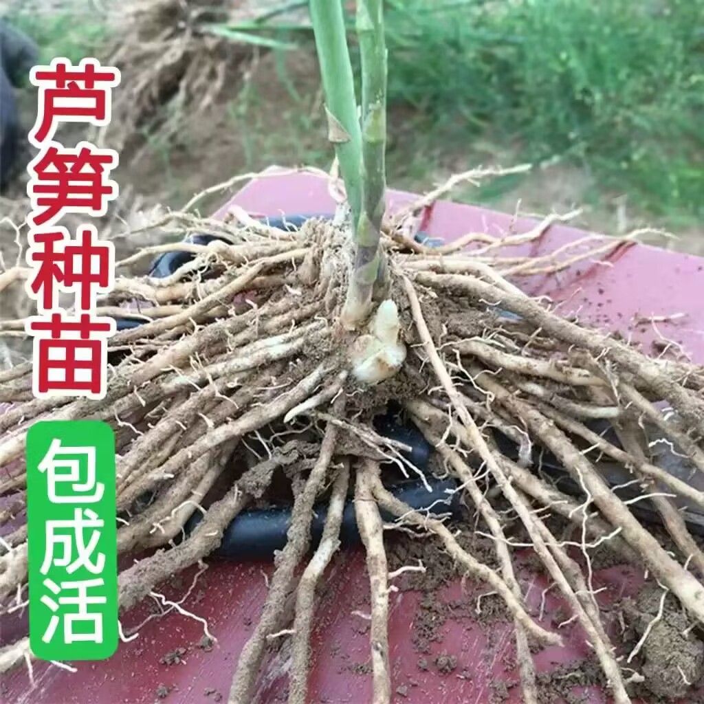 芦笋苗根绿色芦笋苗种四季蔬菜苗盆栽根苗种阳台庭院种植多年根生