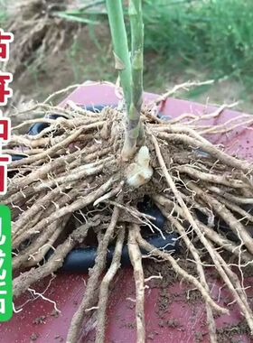 芦笋苗根绿色芦笋苗种四季蔬菜苗盆栽根苗种阳台庭院种植多年根生