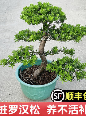 老桩大型盆景小叶雀舌造型树苗好养迎客松室内桌面盆栽绿植