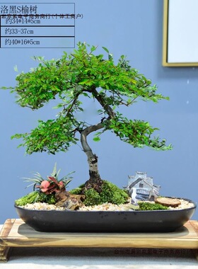 盆栽室内绿植花卉造型四季常青榆树盆景悬崖办公植物老桩小叶包邮