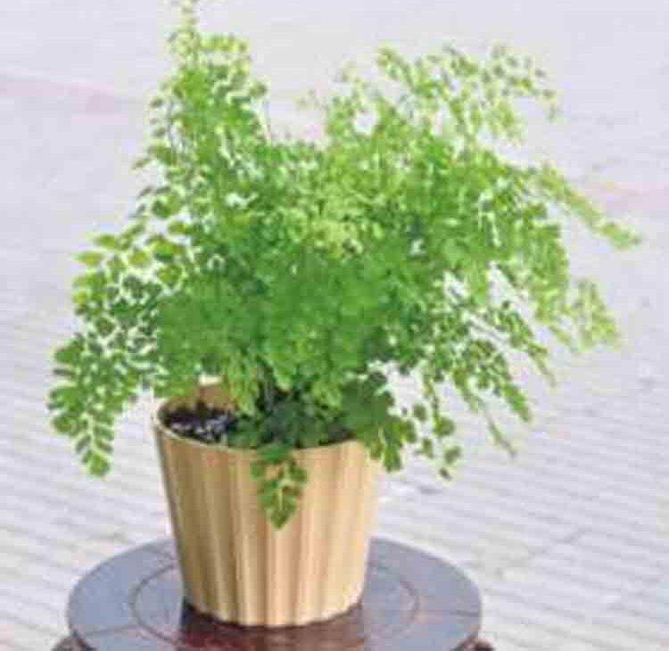 适合放在厕所的植物卫生间植物盆栽除臭 k盆栽绿植 吸甲醛净化空
