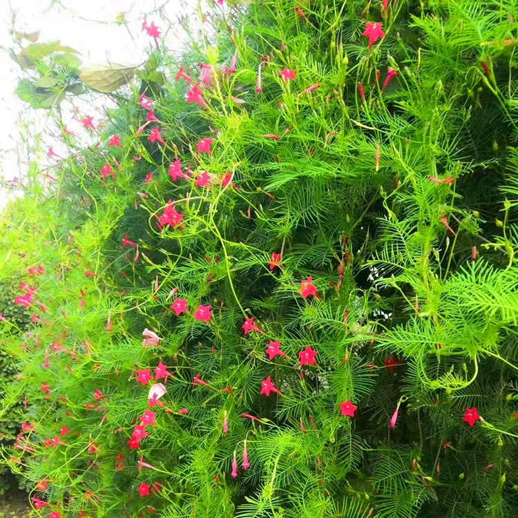 羽叶茑萝花种子室内外花卉庭院阳台盆栽爬藤攀援植物四季开花籽孑
