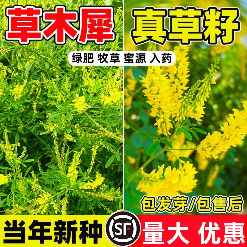 草木犀种子樨籽优质牧黄花