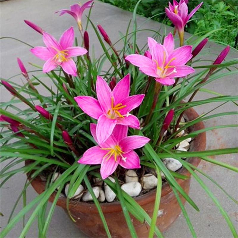 风雨兰种球重瓣韭兰葱兰花苗石蒜庭院花坛四季花卉绿植盆栽种子_虎窝淘