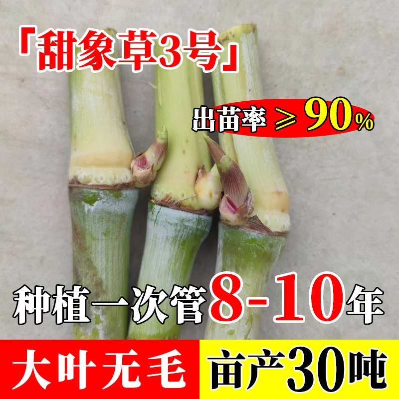 甜象草3号种节无毛耐寒巨