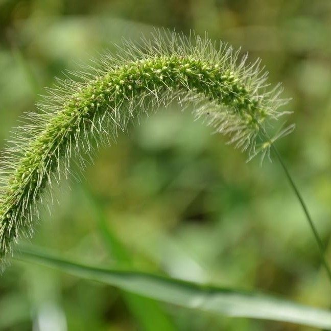 狗尾草种子旱地常见芮草沙漠牧草杂草观赏型护坡狗尾巴草种子包邮