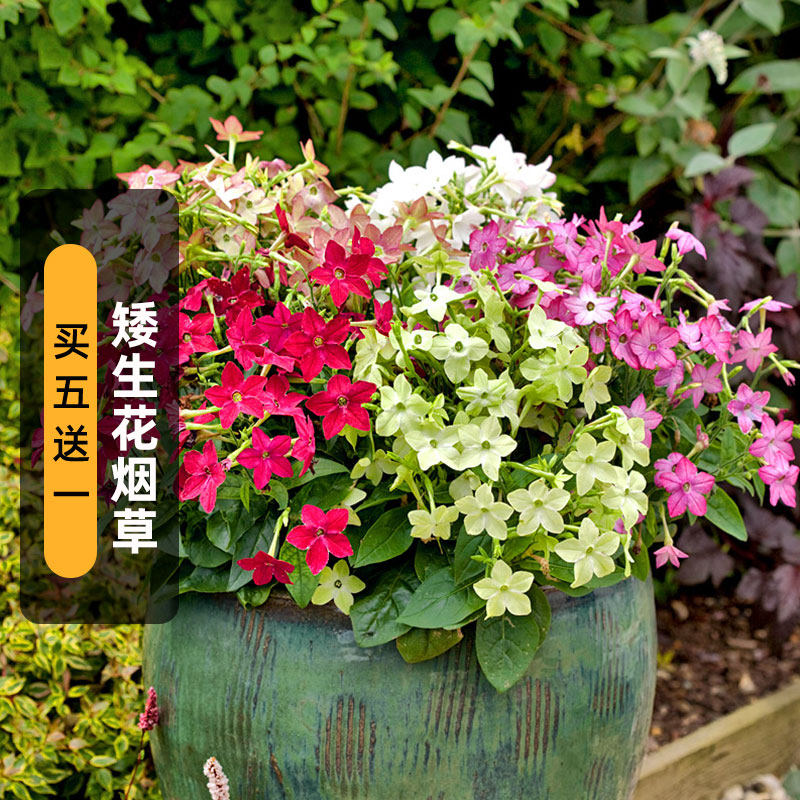 矮生花烟草种子100粒花镜花卉室内外阳台盆栽易种春播春夏秋开花