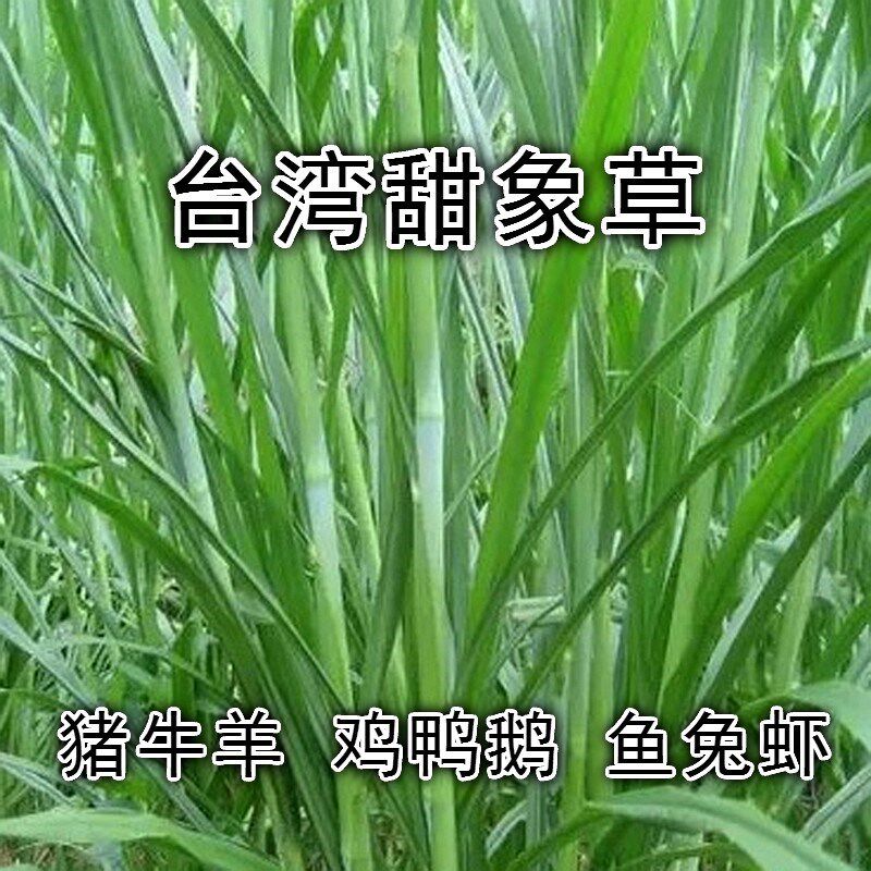 台湾甜象草牧草种子多年生高产养殖饲料原料南方北方种植皇竹草
