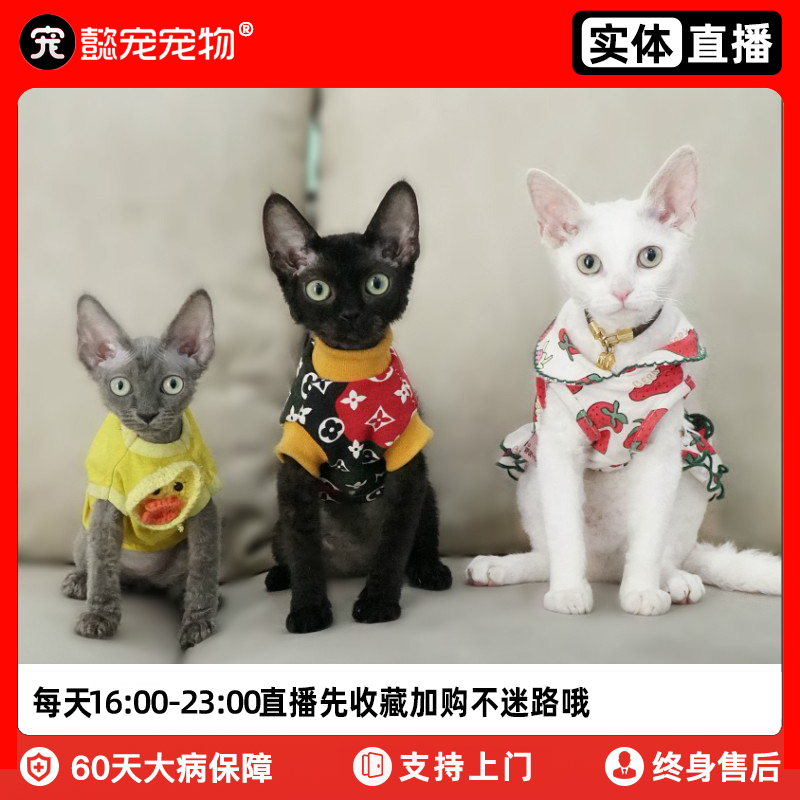 纯种德文卷毛猫纯种活体黑色幼崽