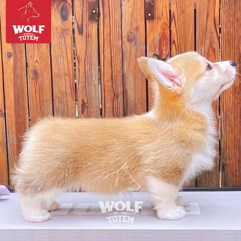 终身保犬瘟细小双血统赛级冠军级柯基幼犬柯基犬纯种双色柯基