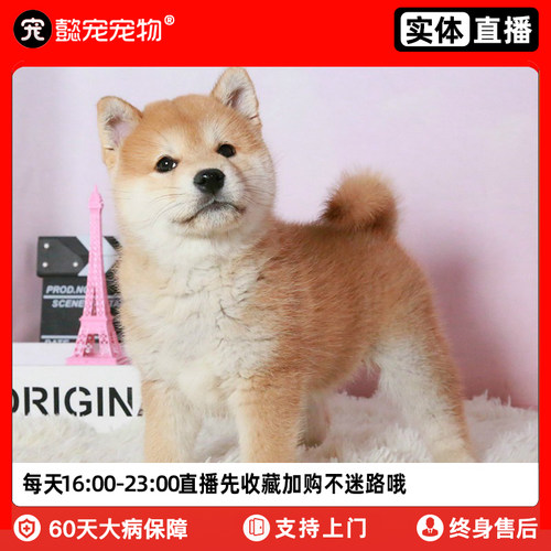 柴犬幼崽销量排行榜 柴犬幼崽品牌热度排名 小麦优选