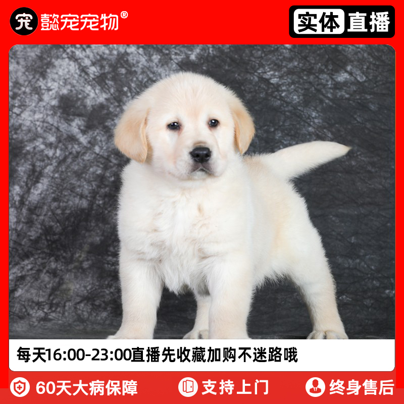 上海宠物论坛（上海宠物学校）
