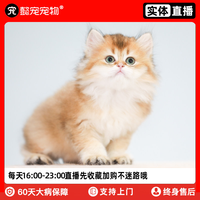 懿·宠英短金渐层长毛金渐层幼猫蓝金渐层紫金渐层宠物猫咪实体