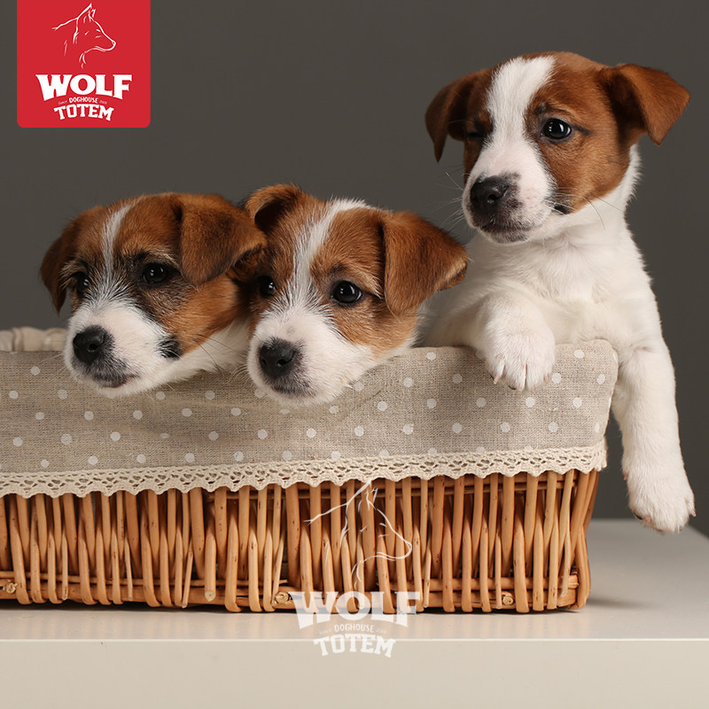 杰克罗素梗幼犬纯种双血统级宠物犬小型犬 爱宠大机密 活体宠物