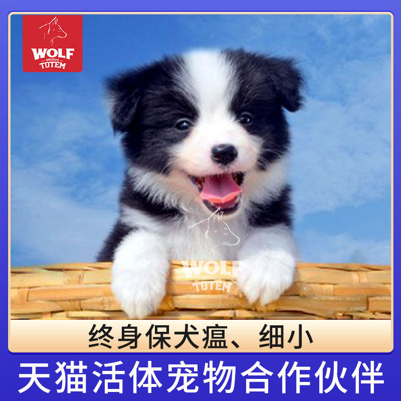 狼图腾双血统纯种边牧幼犬黑白边境牧羊犬宠物狗中型犬三通七白