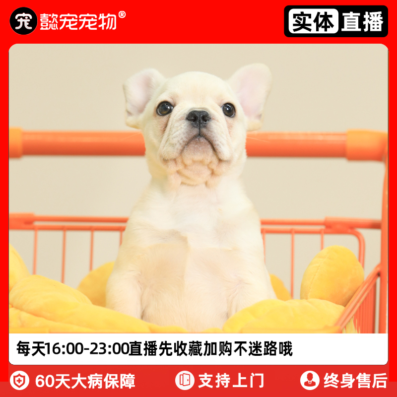 法斗幼犬法国斗牛犬奶油色黑色驼色虎斑法斗宠物狗狗短毛中小型犬