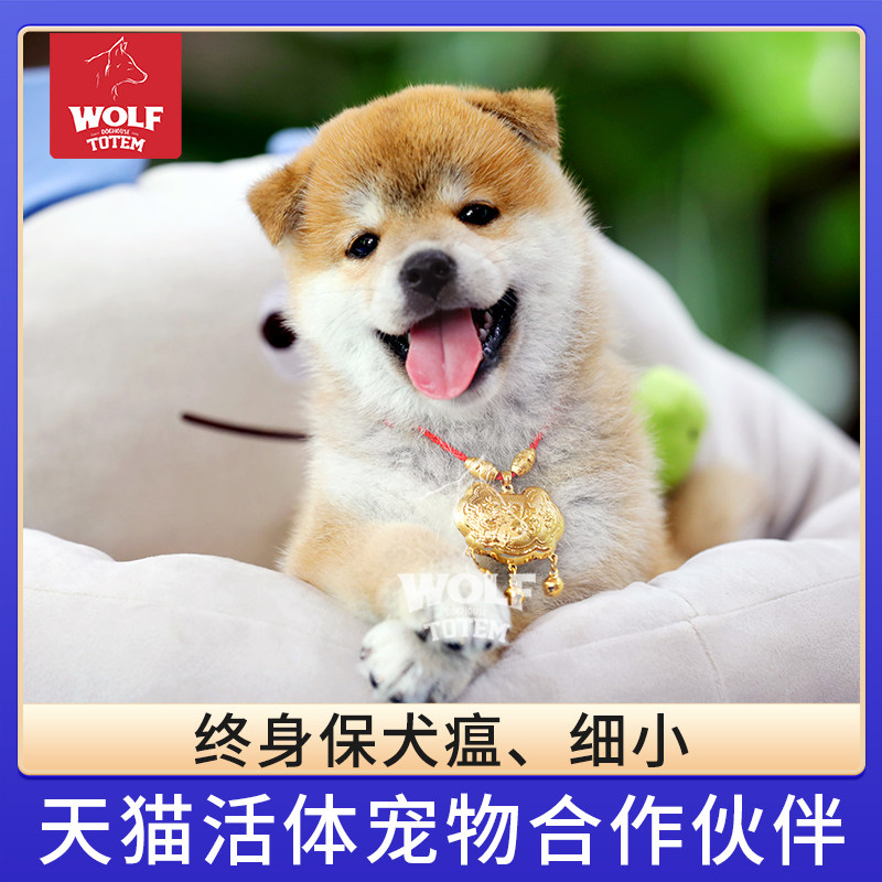 狼图腾豆柴幼犬柴犬幼犬纯种小柴犬幼崽柴犬活体黑柴犬豆宠物