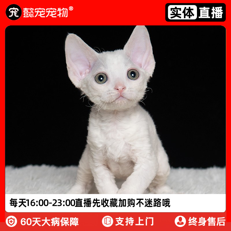 懿·宠德文卷毛猫幼猫活体纯种德文猫幼崽宠物猫咪活物实体门店