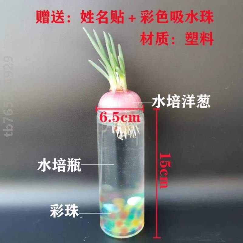 生长_学生观察角幼儿园洋葱植物植物洋葱发芽已植物水培土培盆栽