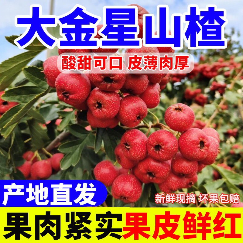 山楂果新鲜5斤装 鲜山楂鲜果大山楂山里红果冰糖葫芦山楂干片用