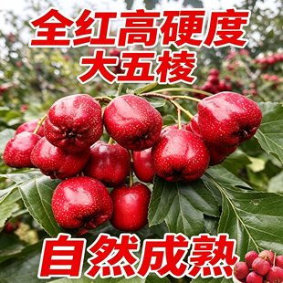 山楂果新鲜5斤装 鲜山楂鲜果大山楂山里红果冰糖葫芦山楂干片用