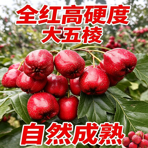 新鲜大山楂5斤装冰糖葫芦用