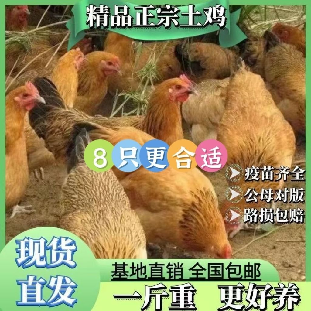 一斤正宗土鸡活苗麻羽农