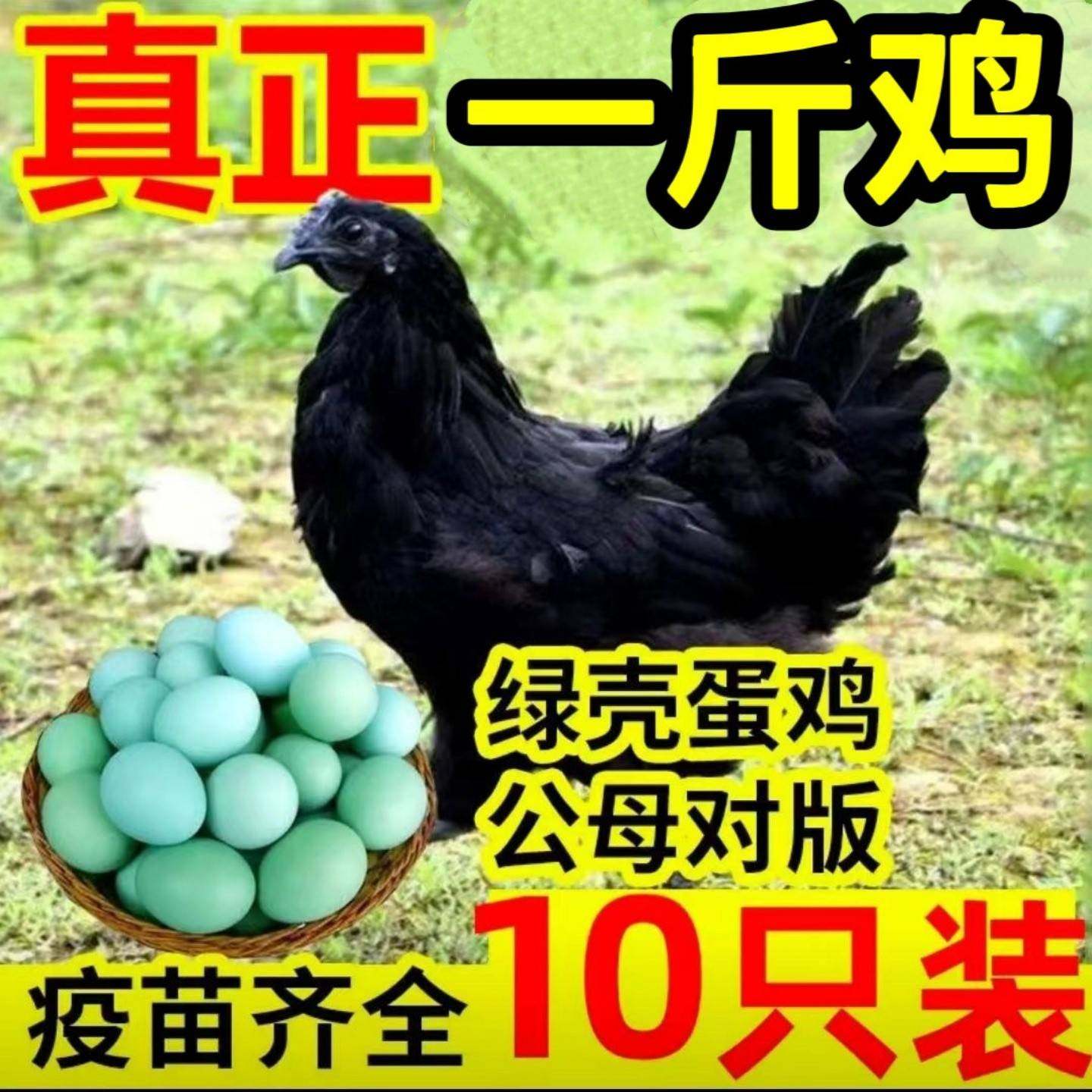 一斤五黑鸡活苗纯种一代黑土鸡绿壳蛋神农架小鸡苗脱温乌骨鸡活苗,农用物资,动物种苗,淘宝优惠券,粉丝福利购,淘宝优惠卷