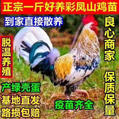 正宗一斤彩凤鹊山鸡七彩观赏鸡五彩鸡苗正品保障活苗,农用物资,动物种苗,淘宝优惠券,粉丝福利购,淘宝优惠卷