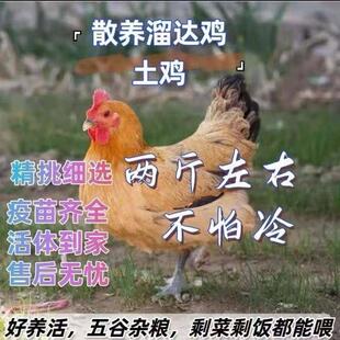 2斤高产蛋散养土鸡活苗鸡苗脱温鸡农家散养土鸡母鸡纯种小鸡苗