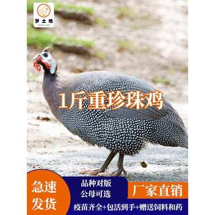 珍珠鸡脱温苗1斤现货活体鸡苗观赏性鸡会飞可食用土鸡包邮火鸡苗