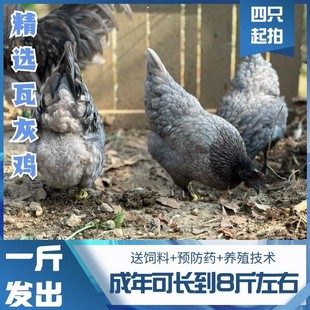 正宗一斤鱼鳞瓦灰鸡高产绿壳蛋鸡苗正宗乌骨鸡活苗脱温下蛋母鸡苗