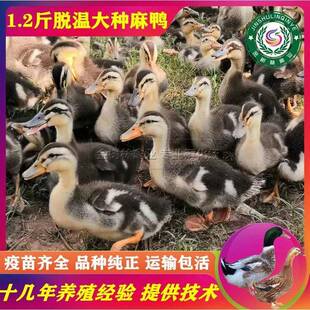 正宗广西大种青头鸭半大脱温麻鸭绿头土鸭半斤一斤水鸭小鸭子活苗