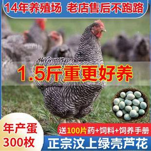 现货1一斤正宗芦花鸡苗大种鸡活苗土芦花金芦花黑芦花脱温鸡小鸡