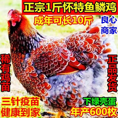 现货一斤鱼鳞鸡小脱温鸡