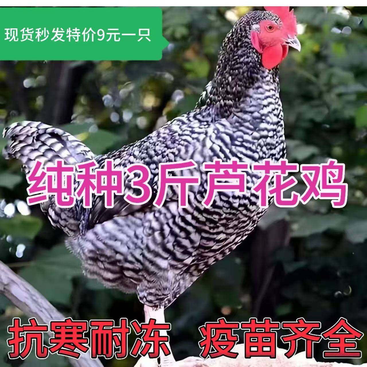 纯种3斤汶上芦花鸡活苗绿壳蛋鸡苗小鸡活苗1斤黑芦花鸡活体包活,农用物资,动物种苗,淘宝优惠券,粉丝福利购,淘宝优惠卷