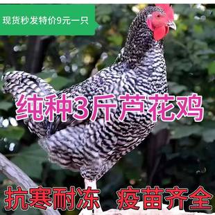 纯种3斤汶上芦花鸡活苗绿壳蛋鸡苗小鸡活苗1斤黑芦花鸡活体包活