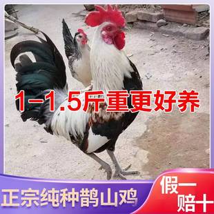 纯种鹊山鸡1斤重脱温鸡活体鸡苗青脚土鸡会飞包邮现货半大青年鸡