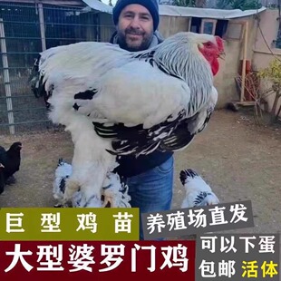 一斤正宗婆罗门梵天鸡苗活苗巨型纯种脱温观赏进口大型宠物小鸡苗