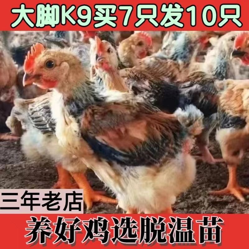 半大正宗九斤红k9鸡阉公