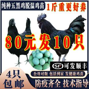 纯种五黑鸡苗五黑鸡活苗五黑一绿鸡活体下蛋鸡苗脱温鸡小鸡仔活苗