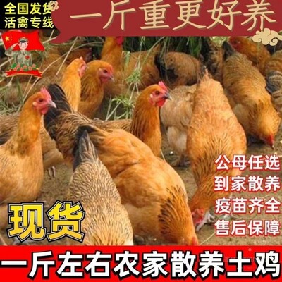 一斤正宗土鸡活苗散养产蛋麻羽绿壳蛋鸡草鸡小鸡苗下蛋鸡柴鸡