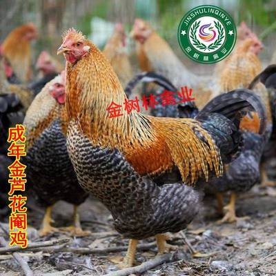 纯种金芦花鸡苗脱温半大黑芦花母鸡一斤阉鸡半斤公鸡土鸡小鸡活苗