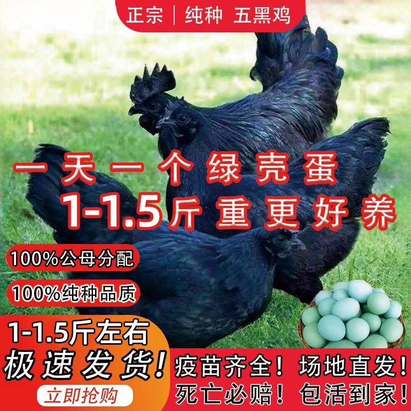 活苗2斤现货正宗1一斤五黑鸡纯种乌骨小鸡仔绿壳蛋鸡活体脱温苗包