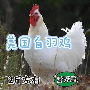 1.5斤纯种高产白羽鸡活苗白羽公鸡活苗药引公鸡产蛋母鸡白来航鸡