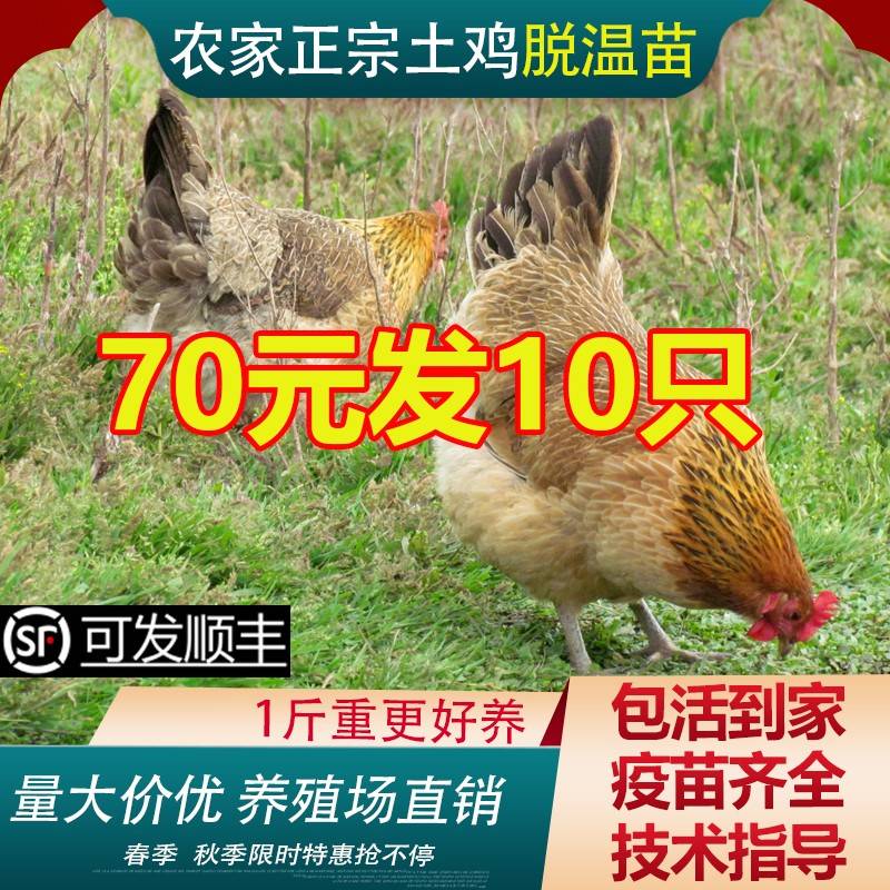 鸡活苗土鸡苗土鸡活苗老品种华北柴鸡笨鸡母鸡高产蛋鸡小鸡活苗
