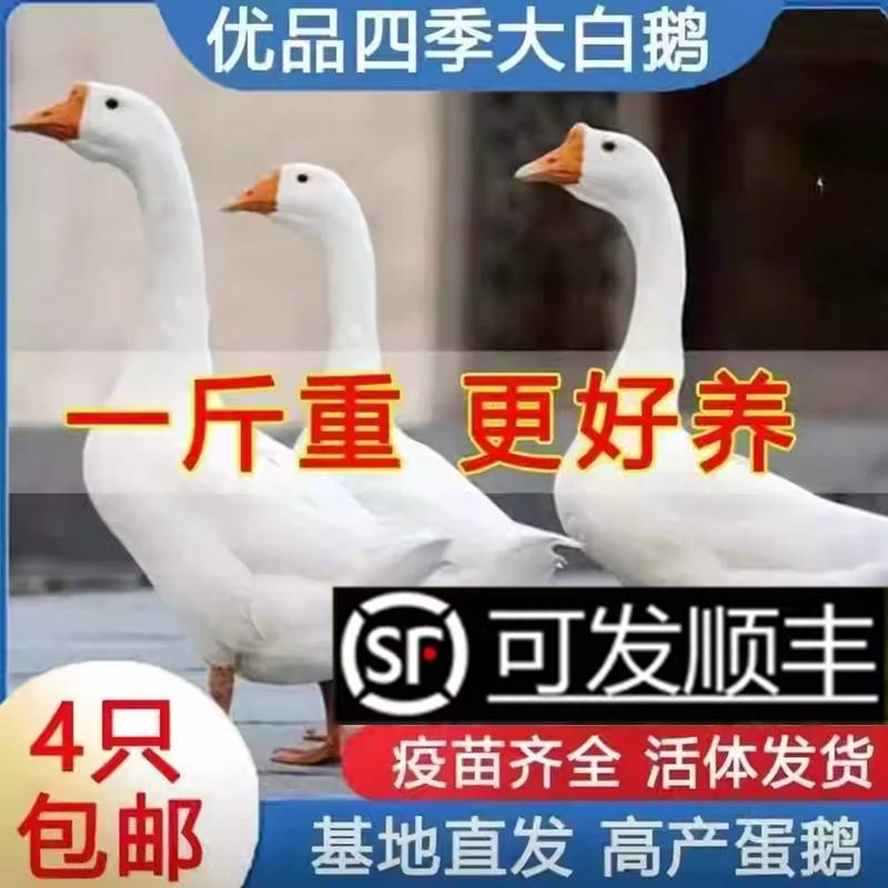 出壳苗一斤左右三花鹅脱温鹅大白鹅皖西鹅四季鹅下蛋鹅包活到家