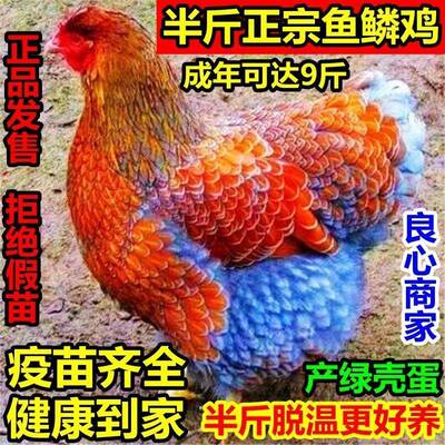 精养半斤左右正宗怀特鱼鳞鸡五彩鸡活鸡家养下蛋鸡绿壳蛋脱温幼苗