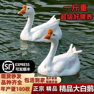 纯种一斤大白鹅活苗小鹅活苗白鹅大种小鹅活体脱温鹅四季鹅产蛋鹅